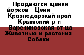 Продаются щенки йорков › Цена ­ 15 000 - Краснодарский край, Крымский р-н, Варениковская ст-ца Животные и растения » Собаки   